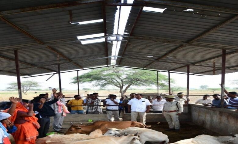 श्रीगंगानगर में गौशाला से दहला देने वाली तस्वीरें, 100 से ज्यादा गायों की संदिग्ध मौत, प्रशासन कटघरे में