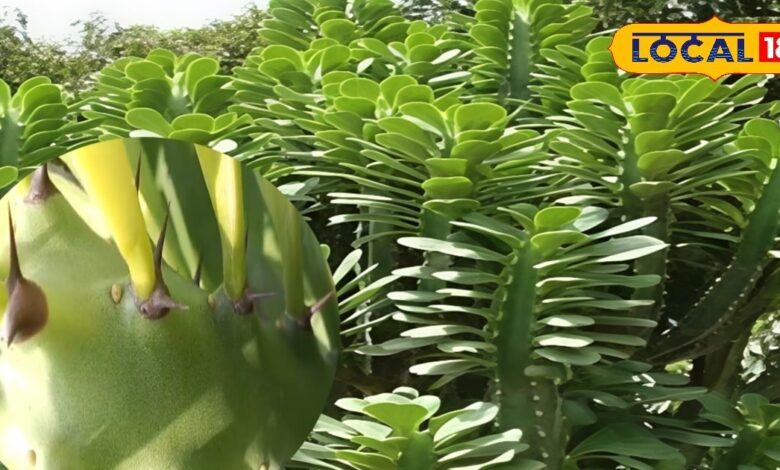 सड़क किनारे की ये झाड़ी असली संजीवनी, कांटों में छुपा सेहत का खजाना, गठिया-सूजन-घाव सबका दुश्मन - Uttar Pradesh News