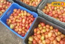 सबसे ज्यादा टमाटर, सबसे ज्यादा नुकसान! मार्केटिंग सिस्टम फेल, किसानों की बड़ी पीड़ा