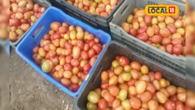 सबसे ज्यादा टमाटर, सबसे ज्यादा नुकसान! मार्केटिंग सिस्टम फेल, किसानों की बड़ी पीड़ा