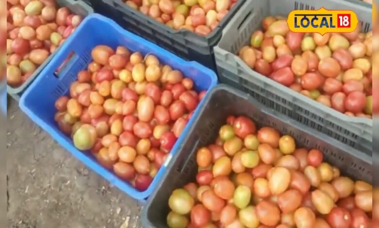 सबसे ज्यादा टमाटर, सबसे ज्यादा नुकसान! मार्केटिंग सिस्टम फेल, किसानों की बड़ी पीड़ा
