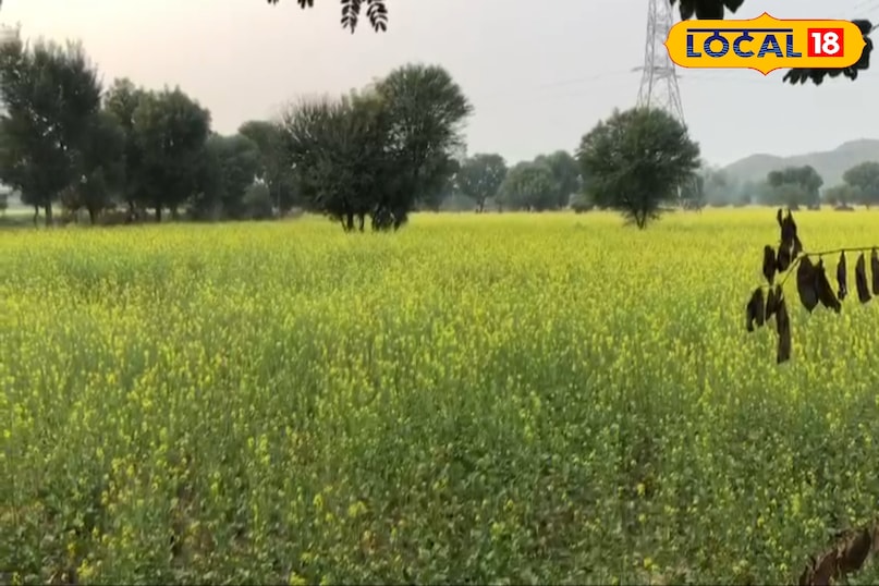 सर्दियों में सरसों की फसल बचाने के उपाय: पाला, रोग और कीट नियंत्रण के स्मार्ट टिप्स