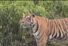 सरिस्का में रोमांच चरम पर! टाइगर ST 2304 और टाइग्रेस ST 9 की शानदार साइटिंग, पर्यटकों की उमड़ी भीड़