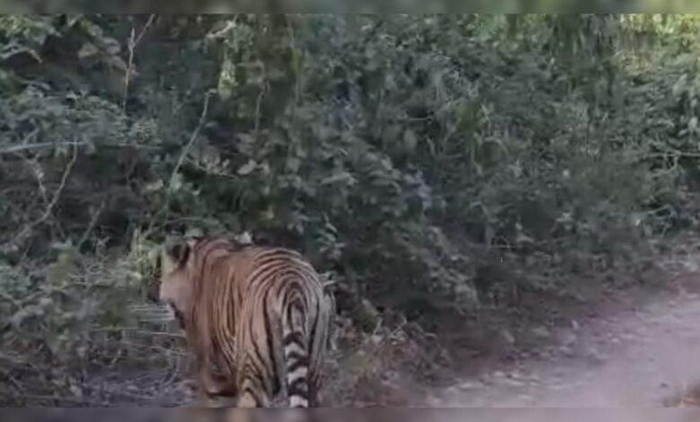 सरिस्का में रोमांचक सुबह! टाइगर ST-2304 की क्लोज साइटिंग, टूरिस्टों ने कैद किया रोमांचक पल