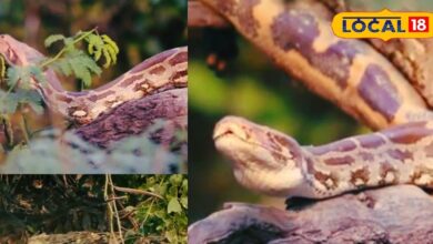 सर्दियों में केवलादेव पार्क बन जाता है अजगरों का सबसे बड़ा ठिकाना, पेड़ों और झाड़ियों पर लिपटे दिखाई देते हैं, जानें इसकी वजह!