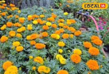 सर्दियों में गेंदा का जलवा! अफ्रीकन–फ्रेंच वैरायटी ने बढ़ाई नर्सरी की रौनक, डिमांड हुई दोगुनी