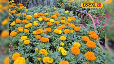 सर्दियों में गेंदा का जलवा! अफ्रीकन–फ्रेंच वैरायटी ने बढ़ाई नर्सरी की रौनक, डिमांड हुई दोगुनी
