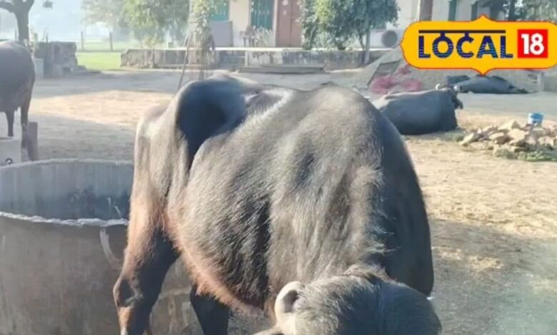 सर्दियों में दूध उत्पादन क्यों घटता है? कारण और समाधान | Winter Milk Production Drop Causes & Solutions