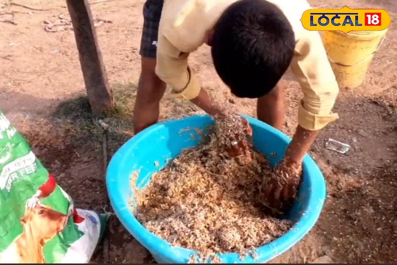 पशु आहार 