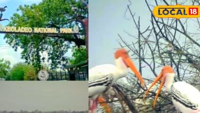 सर्दियों में प्रवासी पक्षियों से गुलजार हुआ राजस्थान का यह नेशनल पार्क, पर्यटकों की बढ़ने लगी है तादाद