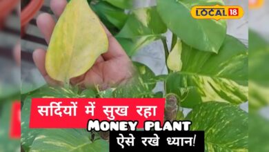 सर्दियों में मनी प्लांट की देखभाल जरूरी, नहीं तो सूख सकता है पौधा, ये उपाय तुरंत अपनाएं