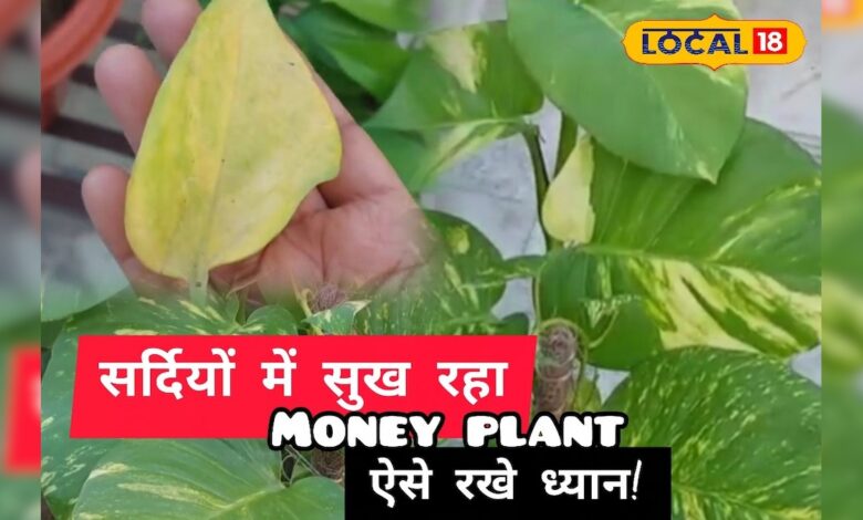 सर्दियों में मनी प्लांट की देखभाल जरूरी, नहीं तो सूख सकता है पौधा, ये उपाय तुरंत अपनाएं