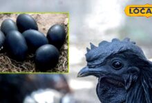 सर्दियों में सेहत का सुपरफूड कड़कनाथ, जान लें ये आम चिकन से कैसे है अलग - Madhya Pradesh News