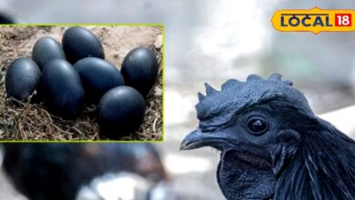 सर्दियों में सेहत का सुपरफूड कड़कनाथ, जान लें ये आम चिकन से कैसे है अलग - Madhya Pradesh News