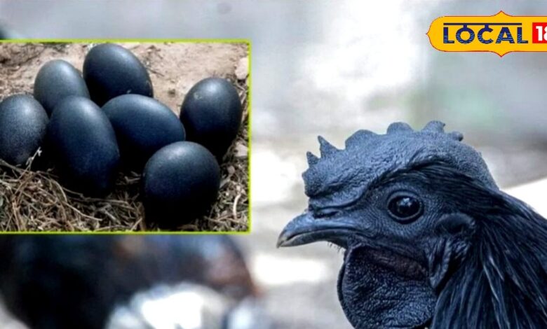 सर्दियों में सेहत का सुपरफूड कड़कनाथ, जान लें ये आम चिकन से कैसे है अलग - Madhya Pradesh News