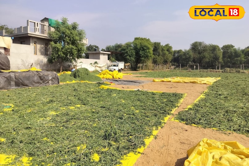 सहजन के पत्ते सहजन के पत्ते