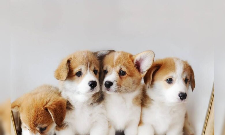 सावधान! कुत्तों में तेज़ी से फैल रहा यह खतरनाक वायरस, जानें लक्षण और बचाव के तरीके