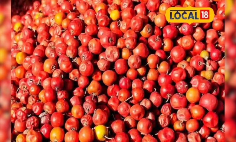 सिरोही की पहाड़ियों में पकने लगा यह जंगली फल, संतरे से भी ज्यादा विटामिन-सी देता है यह जंगली बेर