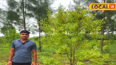 सीकर के पंकज कुमावत ने चंदन की खेती में बनाया नया रिकॉर्ड