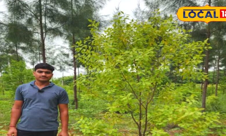 सीकर के पंकज कुमावत ने चंदन की खेती में बनाया नया रिकॉर्ड