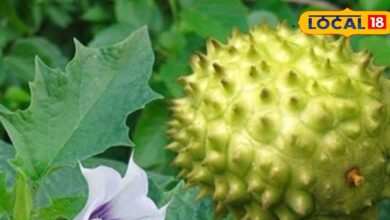 सेहत का साथी, भोलेनाथ का फेवरेट, ये जहरीला फल दमा का दुश्मन, जानें इस्तेमाल का तरीका - Uttar Pradesh News