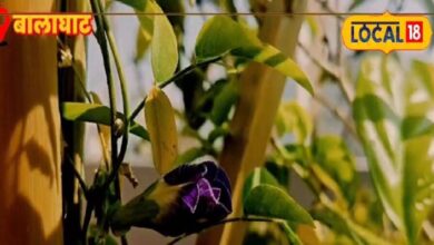 सोशल मीडिया पर वायरल ब्लू टी! मिनटों में बनाएं फूलों वाली चाय, फायदे भी जान लें