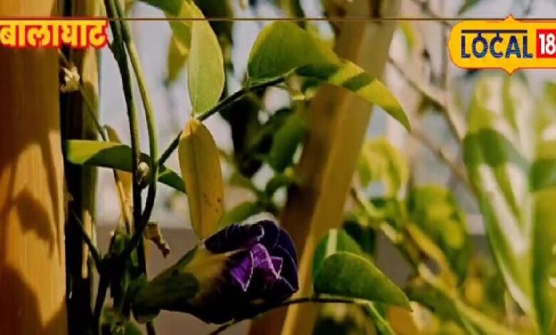 सोशल मीडिया पर वायरल ब्लू टी! मिनटों में बनाएं फूलों वाली चाय, फायदे भी जान लें