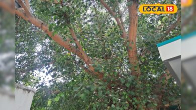 स्वास्थ्य का खजाना है पीपल, शरीर, मन और त्वचा सबको रखे स्वस्थ, जानें फायदे