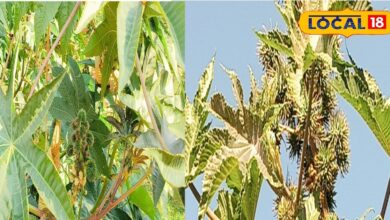 हथेली जैसी पत्तियां, कांटे वाला बीज, ये जंगली पेड़ जोड़ों के दर्द का रामबाण इलाज, कमर-घुटने सब रहेंगे फिट! - Madhya Pradesh News