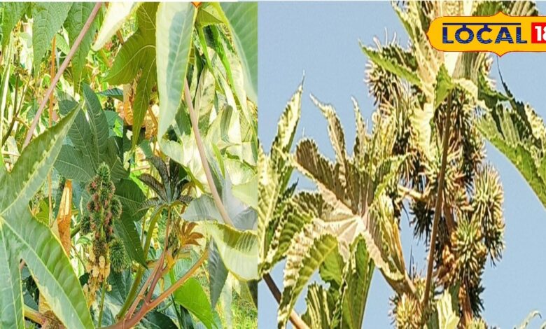 हथेली जैसी पत्तियां, कांटे वाला बीज, ये जंगली पेड़ जोड़ों के दर्द का रामबाण इलाज, कमर-घुटने सब रहेंगे फिट! - Madhya Pradesh News