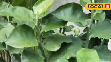 हर घर में होना चाहिए यह पौधा, कब्ज़, बवासीर और मासिक दर्द में फायदेमंद, जानें इस्तेमाल का सही तरीका - Uttar Pradesh News