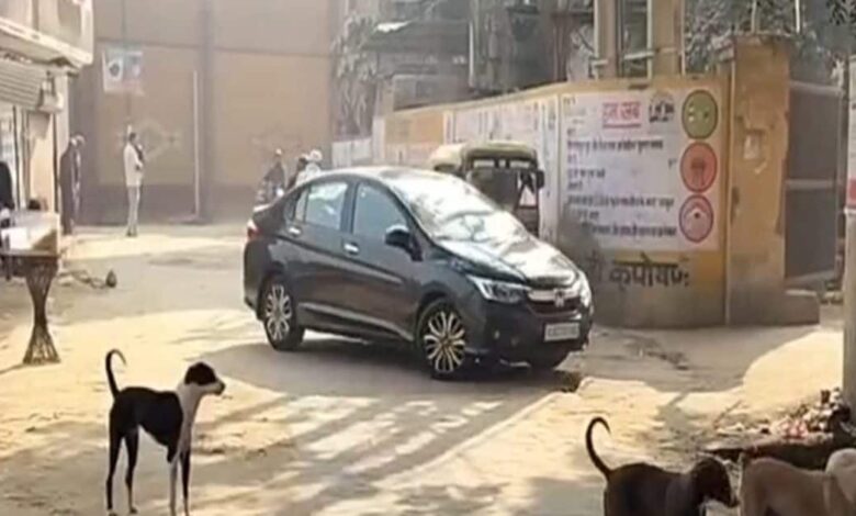 हरियाणा के तावडू में आवारा कुत्तों का आतंक, 72 घंटे में 58 लोग को काट खाया, लोगों में दहशत