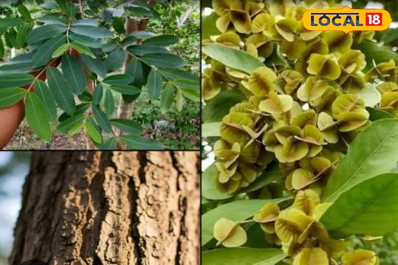 हेल्थ टिप्स 