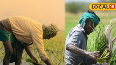 crop insurance last date | farmer alert Rajasthan | Rabi crop insurance | Pradhan Mantri Fasal Bima Yojana | 31 December insurance deadline | Rabi crops safety