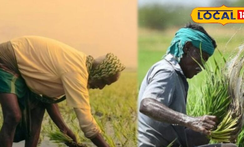crop insurance last date | farmer alert Rajasthan | Rabi crop insurance | Pradhan Mantri Fasal Bima Yojana | 31 December insurance deadline | Rabi crops safety
