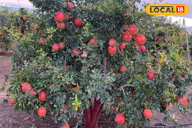 खून बढ़ाने में सहायक