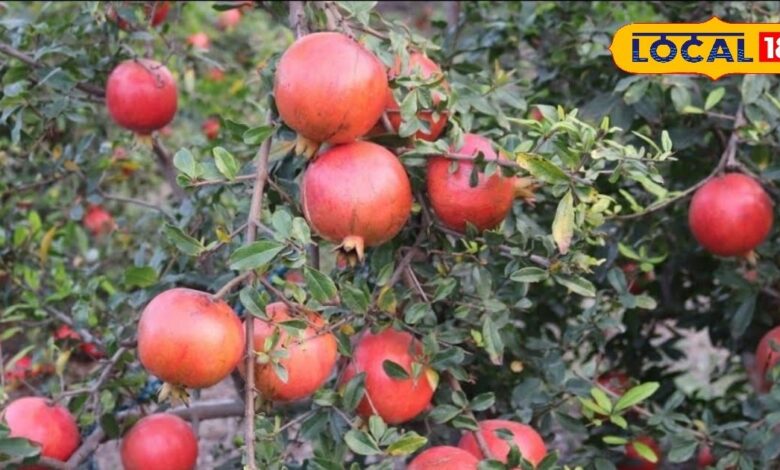 रोजाना अनार खाने के फायदे | Health Benefits of Eating Pomegranate Daily