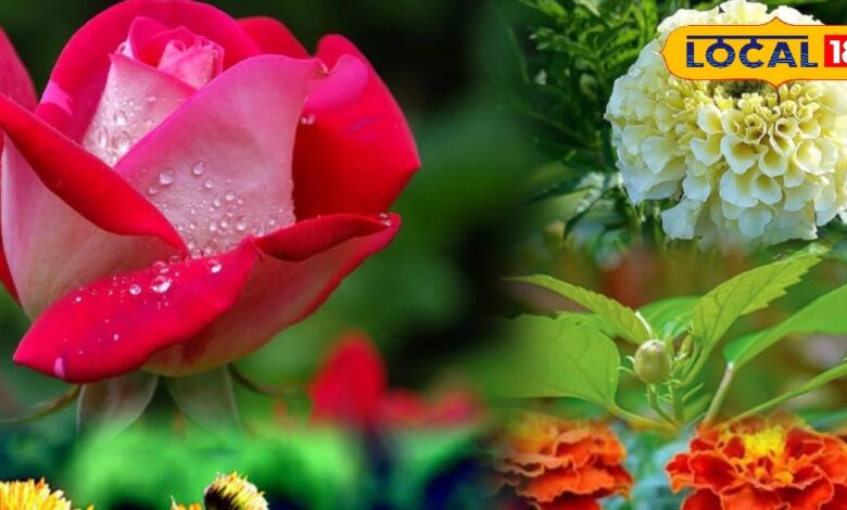 सर्दियों में पौधों की देखभाल कैसे करें