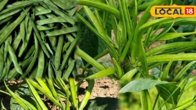 घर पर ग्वार फली कैसे उगाएं | How to Grow Gwar Phali in Kitchen Garden.