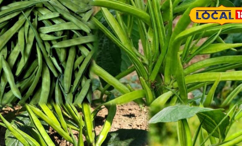 घर पर ग्वार फली कैसे उगाएं | How to Grow Gwar Phali in Kitchen Garden.