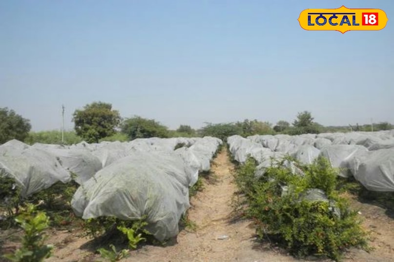 सर्द हवाओं के बीच जालोर के किसान अनार फसल की सुरक्षा में जुटे...