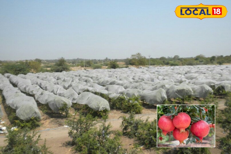 सर्द हवाओं के बीच जालोर के किसान अनार फसल की सुरक्षा में जुटे...