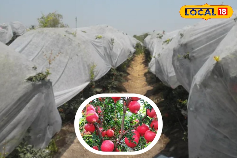 सर्द हवाओं के बीच जालोर के किसान अनार फसल की सुरक्षा में जुटे...