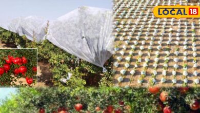 जालोर में सर्दी के बीच किसान बचा रहे अनार, अपनाया है खास जुगाड़; फलों का रंग और गुणवत्ता दोनों सुरक्षित