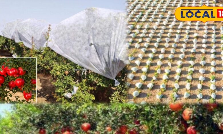 जालोर में सर्दी के बीच किसान बचा रहे अनार, अपनाया है खास जुगाड़; फलों का रंग और गुणवत्ता दोनों सुरक्षित