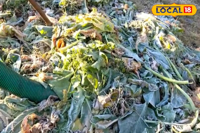 घास पर ओस की बूंदे बनी बर्फ घास पर ओस की बूंदे बनी बर्फ