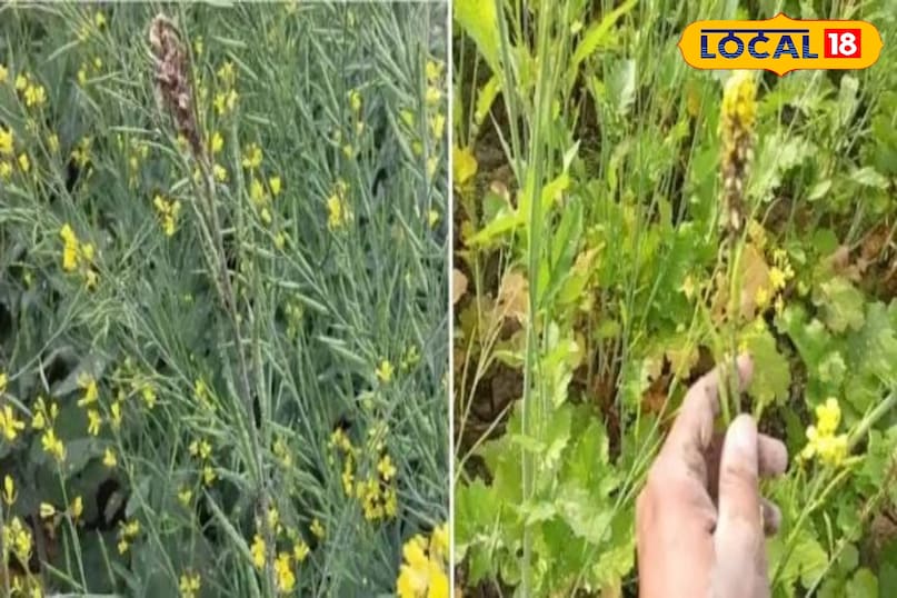 सरसों की खेती 