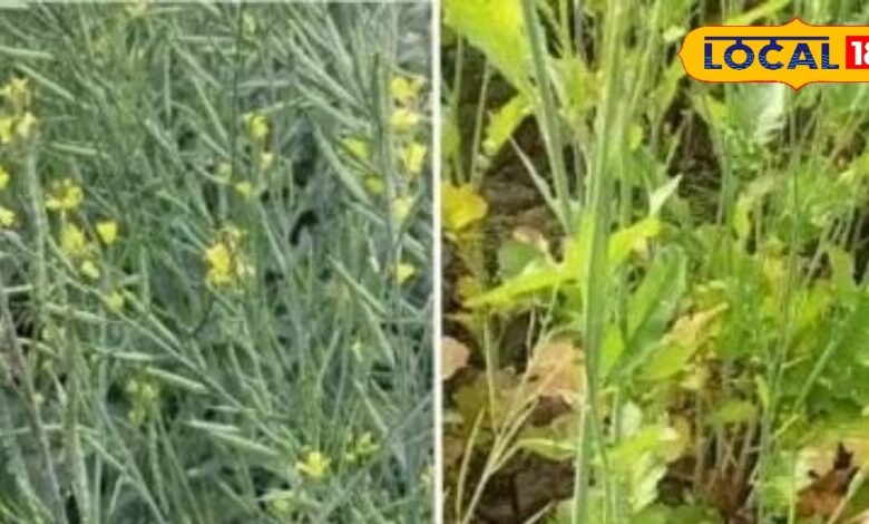 सरसों की फसल के लिए खतरनाक है एफिड कीट, समय पर नहीं किया उपाय तो हो जाएगा नुकसान, ऐसे करें प्रबंधन