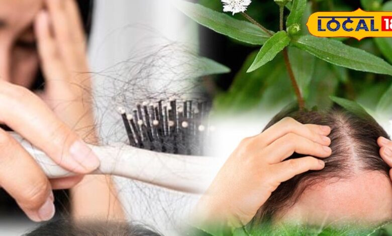 झड़ते और पतले बालों से हैं परेशान? जानें भृंगराज रस से बालों को स्वस्थ, घना और चमकदार बनाने का तरीका