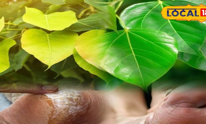सर्दियों में फटी एड़ियों से हैं परेशान? पीपल के पत्तों वाला देसी नुस्खा करेगा कमाल, जानें सही तरीका